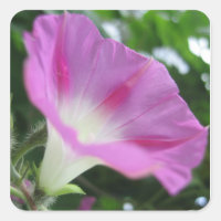 Flor de gloria rosa matutina