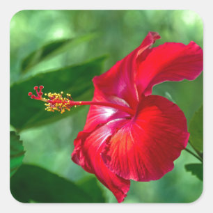 Pegatina Cuadrada Flor de Hibisco