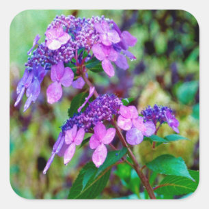 Pegatina Cuadrada Flor de Hortensia Morada Twist and Shout