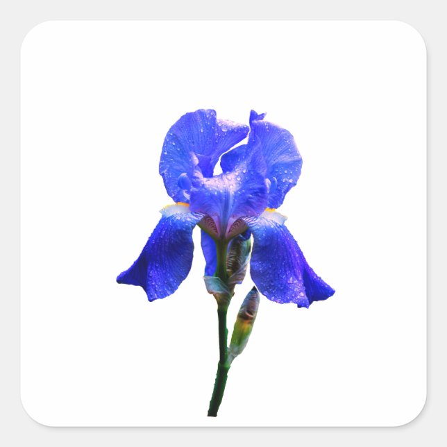 Pegatina Cuadrada Flor de iris (Anverso)