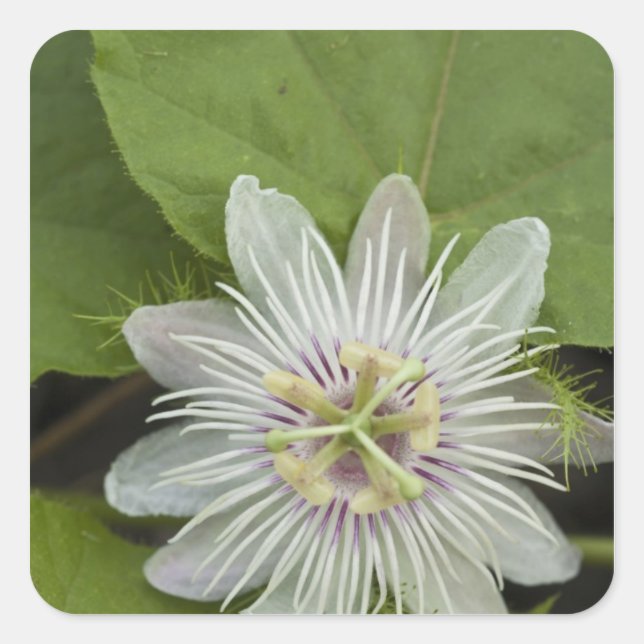 Pegatina Cuadrada Flor de la Pasión de Galapagos Passiflora foetida (Anverso)