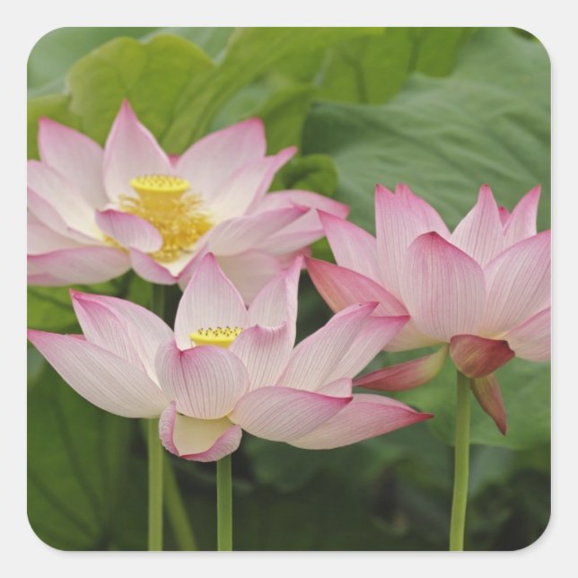 Pegatina Cuadrada Flor de loto, Nelumbo nucifera, China 2 (Anverso)