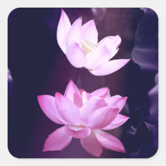 Pegatina Cuadrada Flor de Lotus en flor