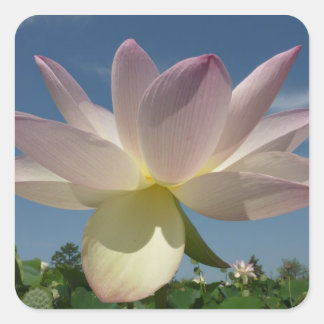 Pegatina Cuadrada Flor de Lotus y cielo azul II