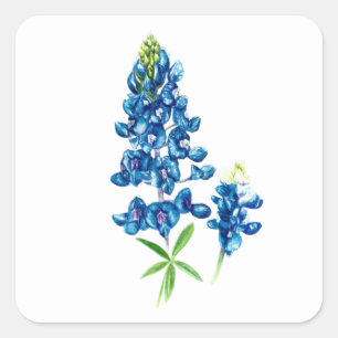 Pegatina Cuadrada Flor de Lupino Azul
