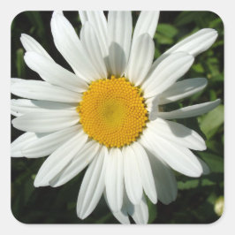 Pegatina Cuadrada flor de margarita blanca