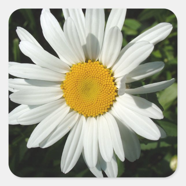 Pegatina Cuadrada flor de margarita blanca (Anverso)