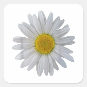 Pegatina Cuadrada Flor de margarita blanca, margarita floreciente, f