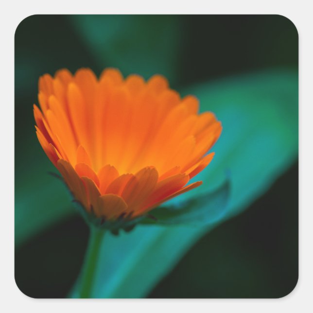 Pegatina Cuadrada flor de margarita naranja (Anverso)