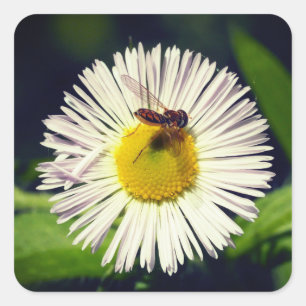 Pegatina Cuadrada Flor de margarita y abeja