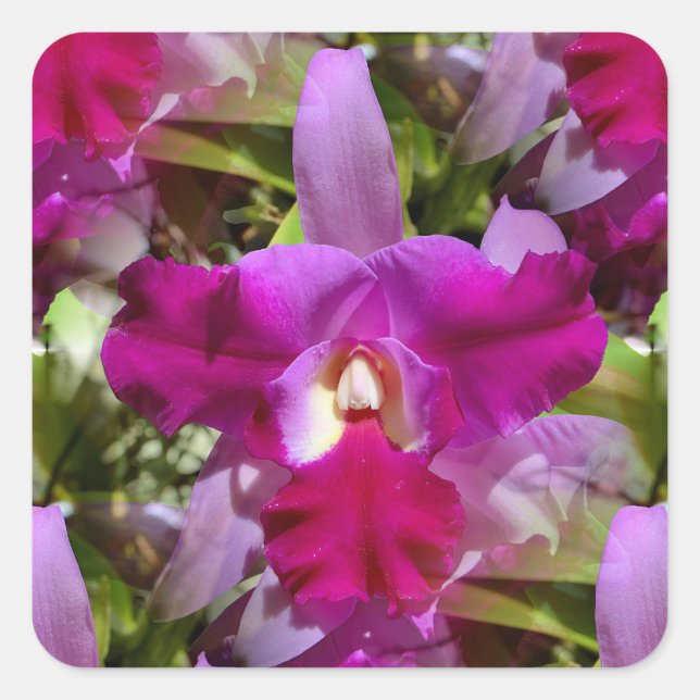 Pegatina Cuadrada Flor de orquídeas de Cattleya tropical (Anverso)