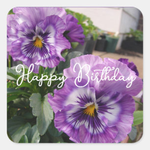 Pegatina Cuadrada Flor de Pansy Púrpura floral Azul Feliz Cumpleaños