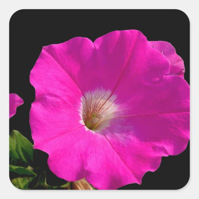 Pegatina Cuadrada flor de petunia rosa (Anverso)