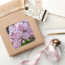 Flor de Phlox Rosa, fotografía canadiense