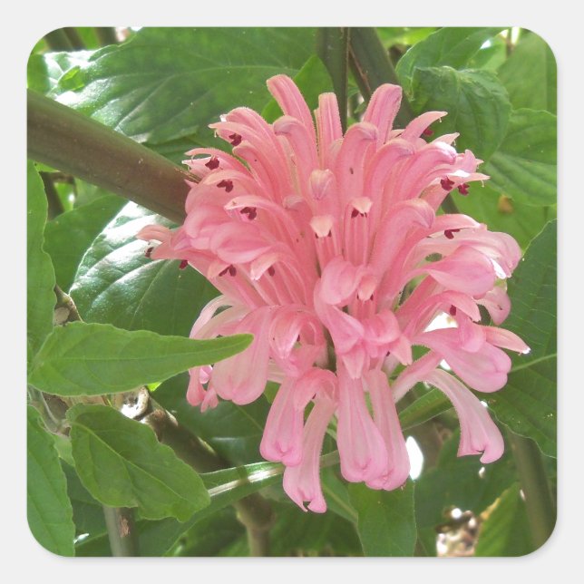 Pegatina Cuadrada Flor de plumas brasileña (Anverso)