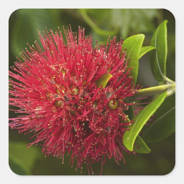 Pegatina Cuadrada Flor de Pohutukawa, Dunedin (Anverso)