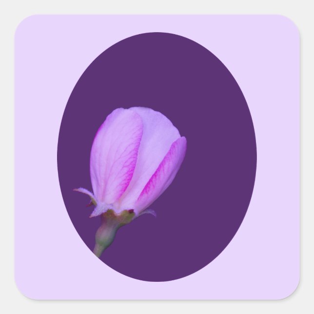 Pegatina Cuadrada Flor de primavera rosa y morada (Anverso)