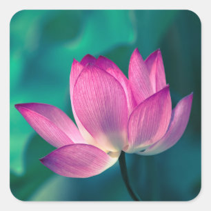 Pegatina Cuadrada Flor del lirio de agua de Lotus