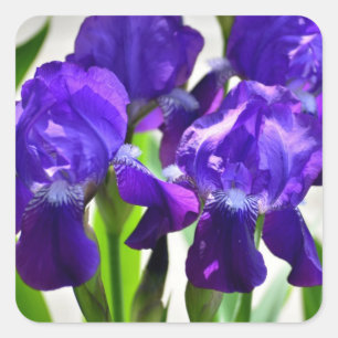 Pegatina Cuadrada Flor iris iris púrpura