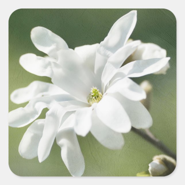 Pegatina Cuadrada Flor magnolia blanca (Anverso)