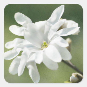 Pegatina Cuadrada Flor magnolia blanca