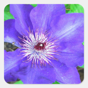 Pegatina Cuadrada Flor morada de clematis
