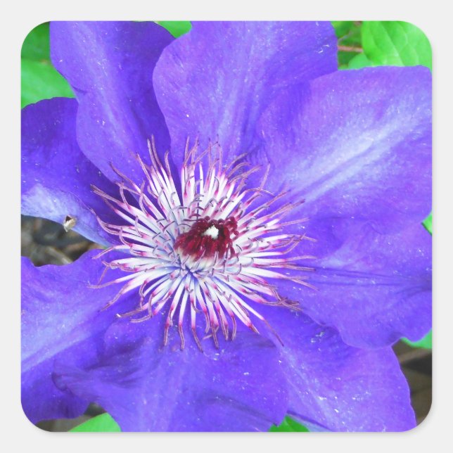 Pegatina Cuadrada Flor morada de clematis (Anverso)