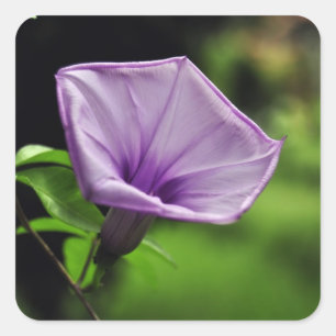 Pegatina Cuadrada Flor morada sobre fondo verde