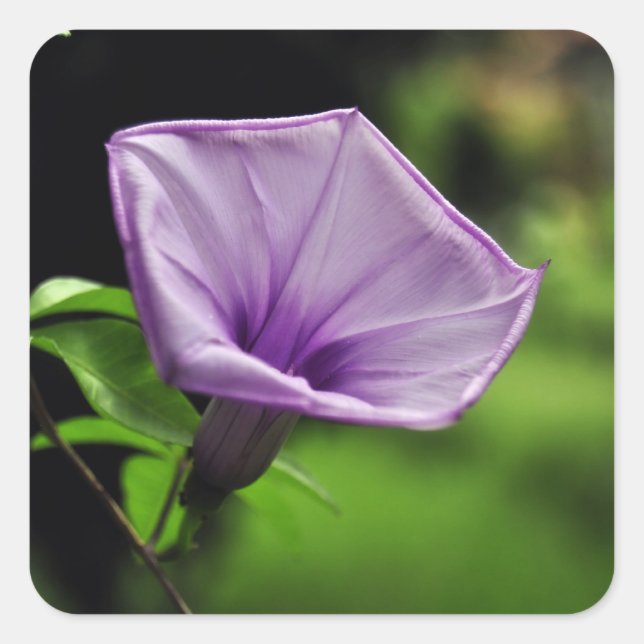 Pegatina Cuadrada Flor morada sobre fondo verde (Anverso)