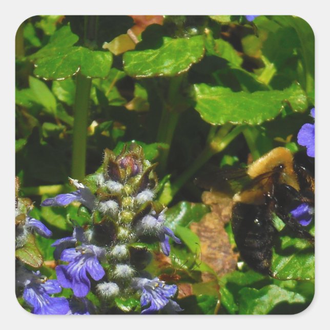 Pegatina Cuadrada Flor morada y abeja burbuja (Anverso)