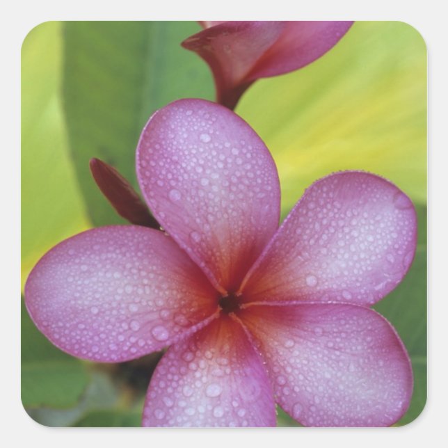 Pegatina Cuadrada Flor, Plumeria sp.), Pacífico Sur, Niue (Anverso)