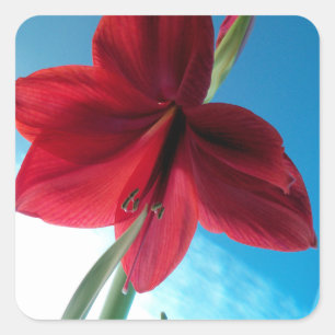 Pegatina Cuadrada Flor roja Vivid Amaryllis