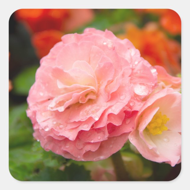 Pegatina Cuadrada Flor rosa delgada después de la lluvia (Anverso)