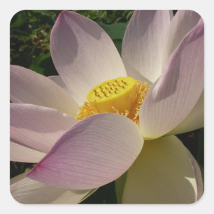 Pegatina Cuadrada Flor rosa Lotus III flor de verano