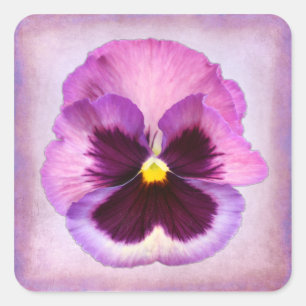 Pegatina Cuadrada Flor rosa morada de panza