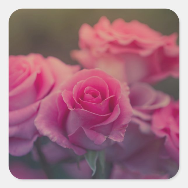 Pegatina Cuadrada flor rosa muy cerca (Anverso)