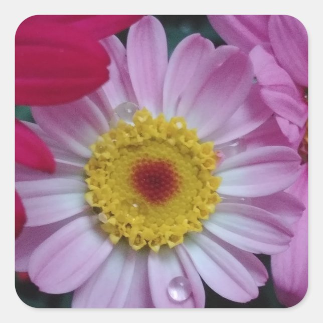 Pegatina Cuadrada Flor rosa y amarilla (Anverso)