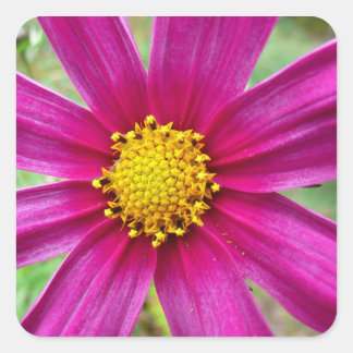 Pegatina Cuadrada Flor Silvestre Cosmos Púrpura