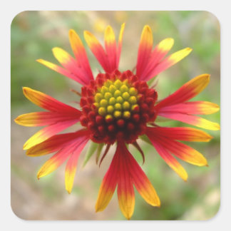 Pegatina Cuadrada Flor silvestre del desierto de Blanketflower Gaill