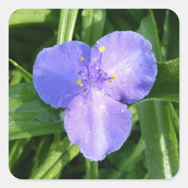 Pegatina Cuadrada Flor silvestre Dewy Trillium Spring (Anverso)