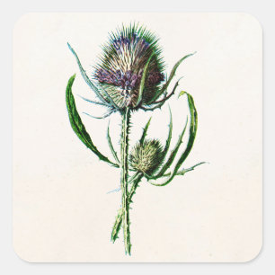 Pegatina Cuadrada Flor silvestre vintage escocesa de 1902