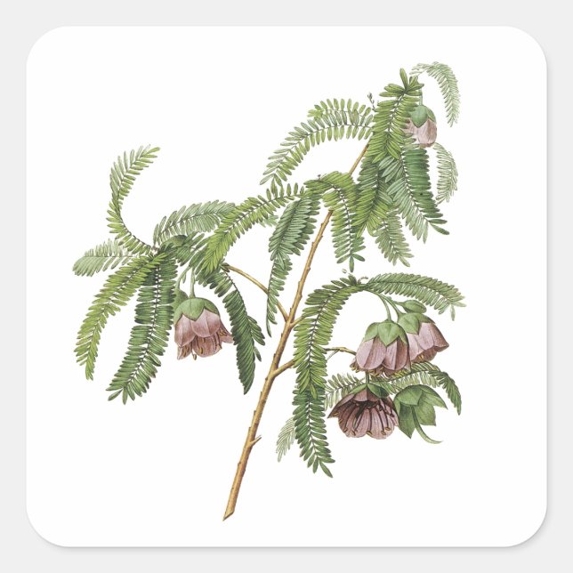 Pegatina Cuadrada flor tamarind de Redouté (Anverso)