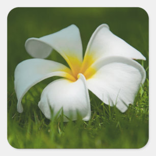 Pegatina Cuadrada Flor tropical blanca (frangipani) cerca