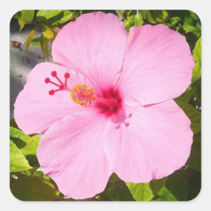 Pegatina Cuadrada Flor tropical Hibiscus rosa