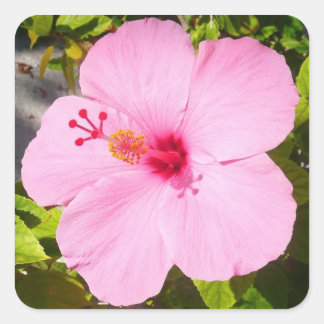 Pegatina Cuadrada Flor tropical Hibiscus rosa