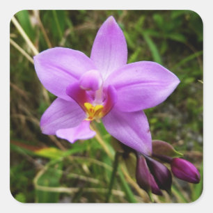 Pegatina Cuadrada Flor tropical púrpura de orquídea salvaje