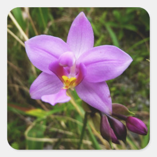 Pegatina Cuadrada Flor tropical púrpura de orquídea salvaje