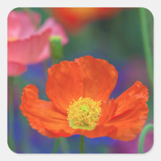 Pegatina Cuadrada Flor vibrante de amapola naranja