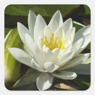 Pegatina Cuadrada Floral blanca y azul