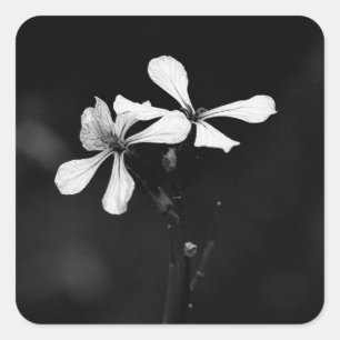 Pegatina Cuadrada floral blanca y negra mínima